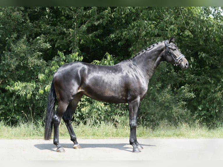 KWPN Mare 3 years 16,2 hh Bay-Dark in Oosterhout