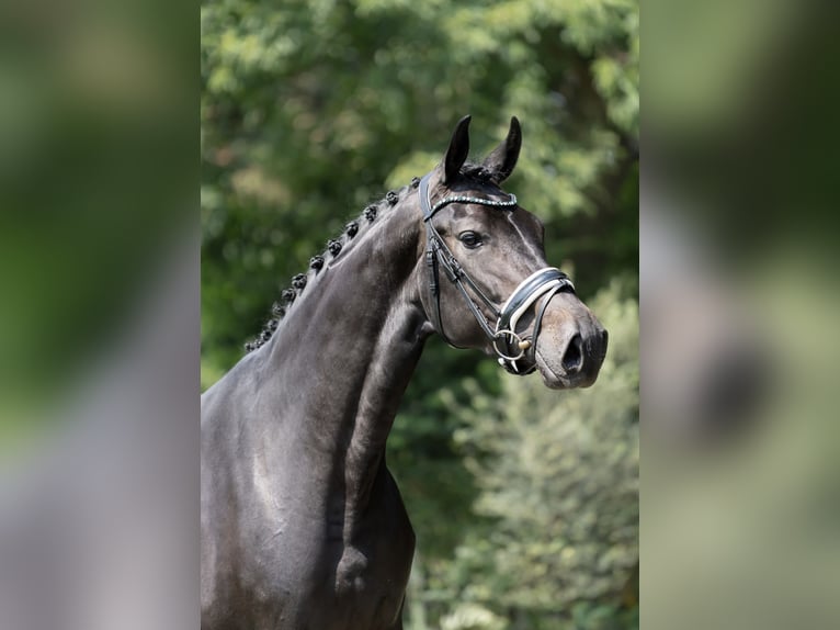 KWPN Mare 3 years 16,2 hh Bay-Dark in Oosterhout