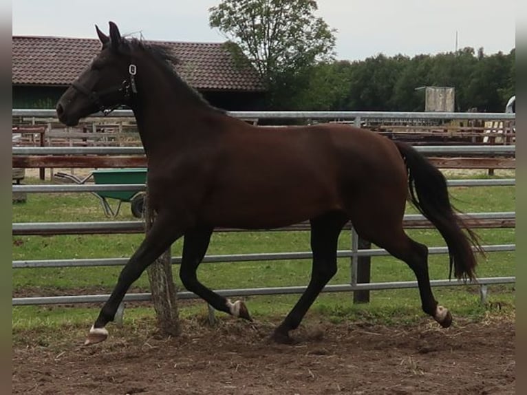 KWPN Mare 3 years 16,2 hh Bay-Dark in Oss