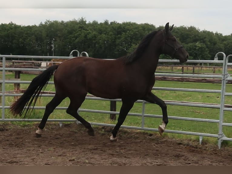 KWPN Mare 3 years 16,2 hh Bay-Dark in Oss