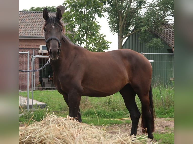 KWPN Mare 3 years 16,2 hh Bay-Dark in Oss