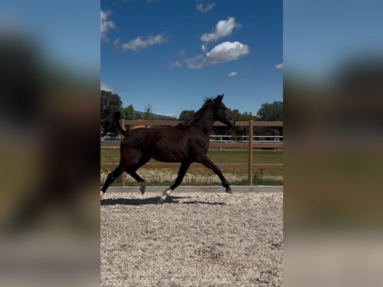 KWPN Mare 3 years 16.2 hh Black in colmenar viejo