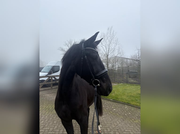 KWPN Mare 3 years 16.2 hh Black in Someren