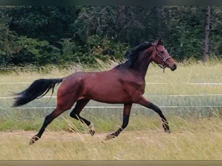 KWPN Mare 3 years 16.2 hh Brown in Messigny-et-Vantoux