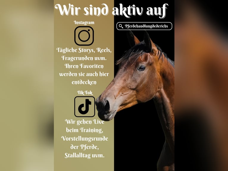 KWPN Mare 3 years 16,2 hh Brown in Nettersheim