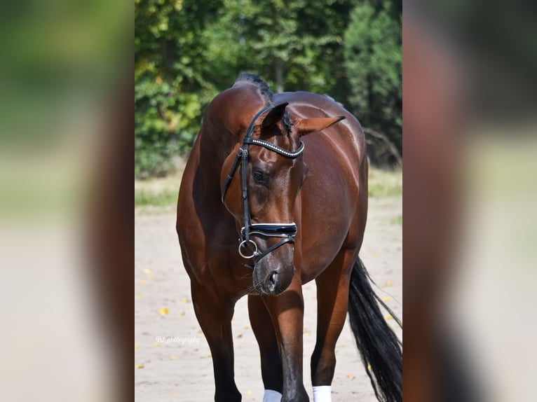 KWPN Mare 3 years 16,2 hh Brown in Prinsenbeek