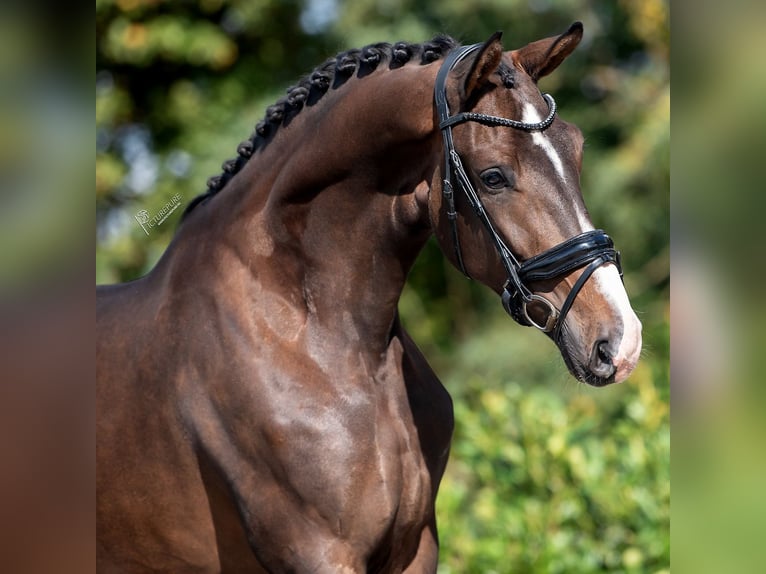 KWPN Mare 3 years 16,2 hh Brown in RG