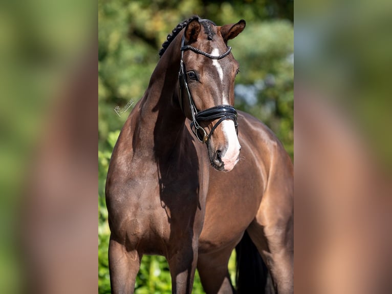 KWPN Mare 3 years 16,2 hh Brown in RG