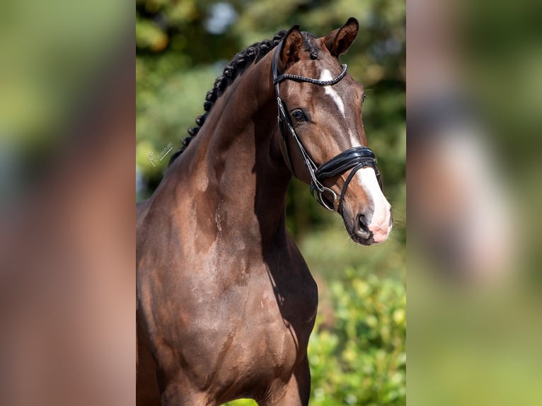 KWPN Mare 3 years 16,2 hh Brown in RG