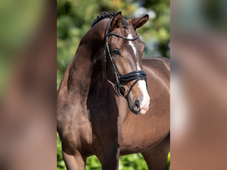 KWPN Mare 3 years 16,2 hh Brown in RG