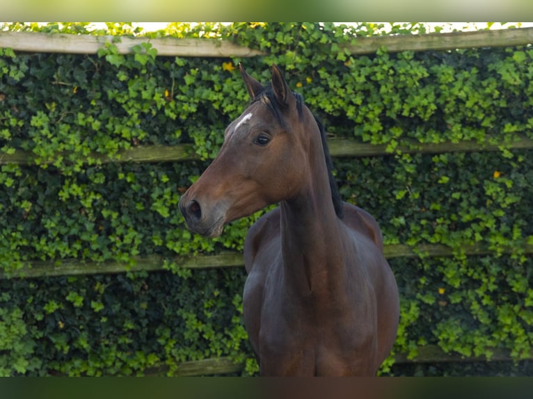 KWPN Mare 3 years 16.2 hh Brown in Waddinxveen