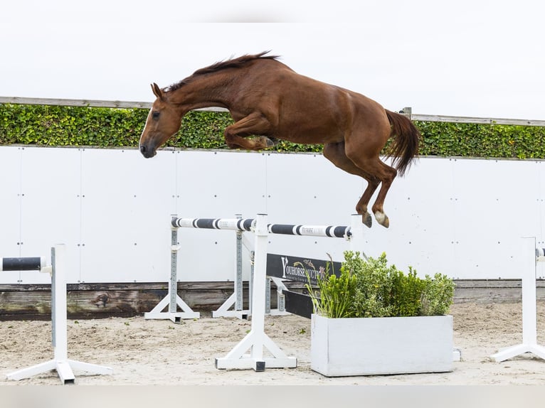 KWPN Mare 3 years 16.2 hh Chestnut-Red in Waddinxveen