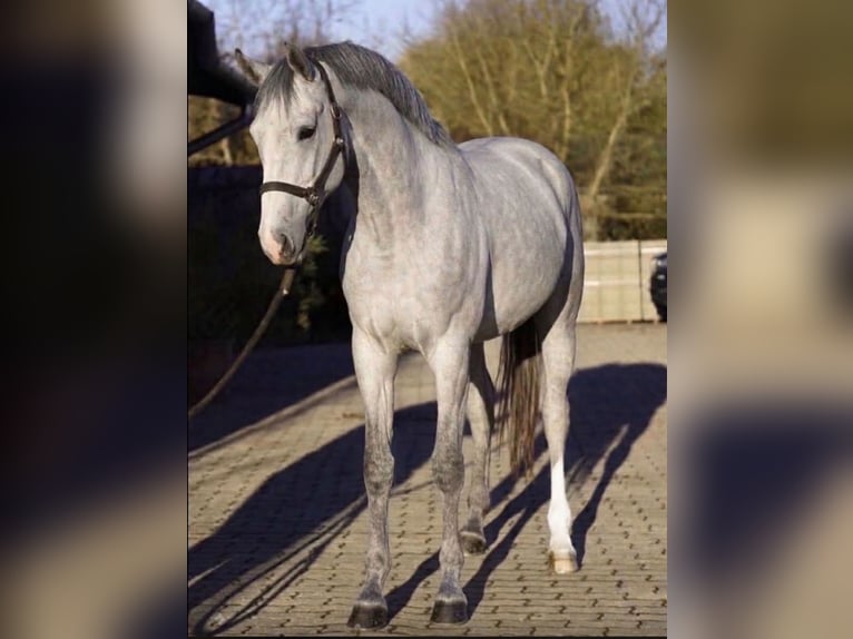KWPN Mare 3 years 16.2 hh Dun in Murska Soboda