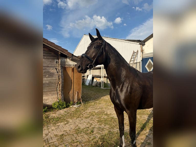 KWPN Mare 3 years 16.2 hh Smoky-Black in Roermond