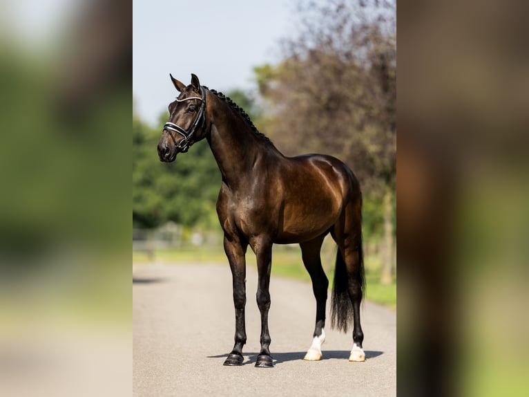 KWPN Mare 3 years 16,3 hh Bay-Dark in Dreumel