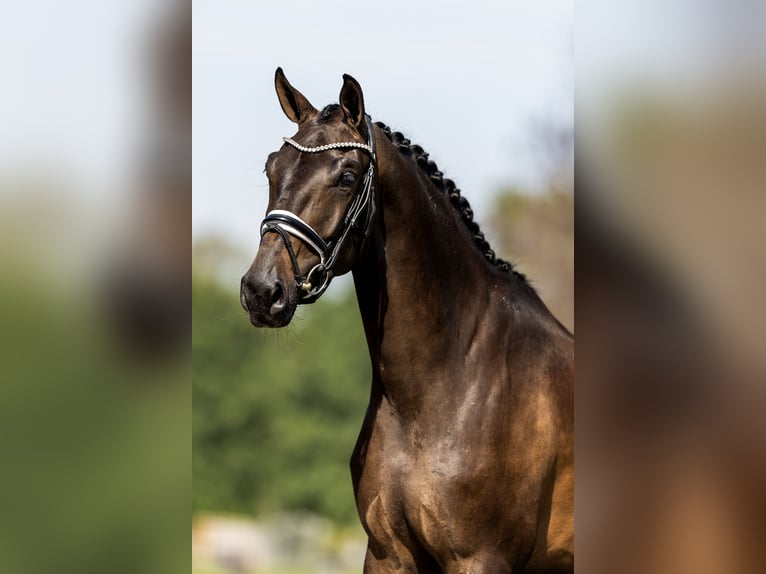 KWPN Mare 3 years 16,3 hh Bay-Dark in Dreumel