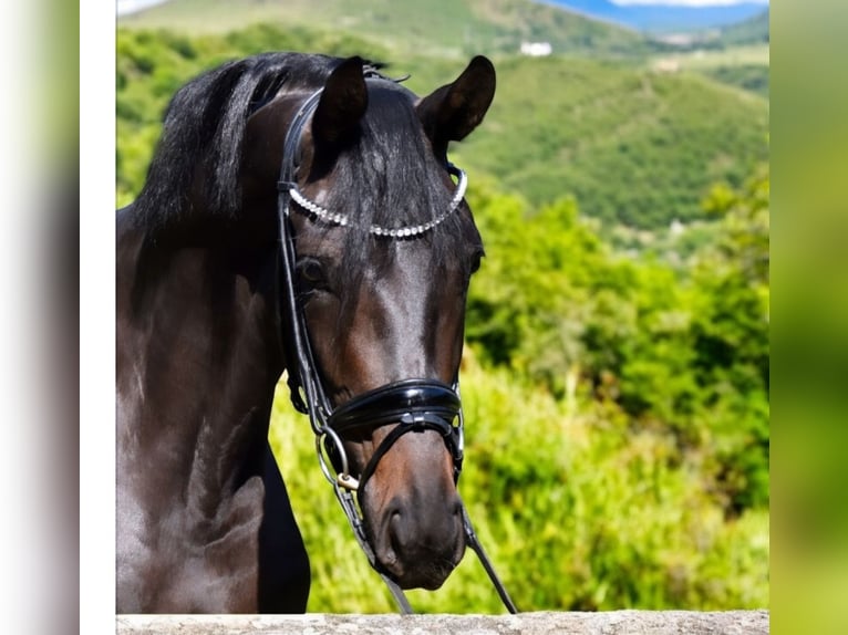 KWPN Mare 3 years 16,3 hh Bay-Dark in Neuss