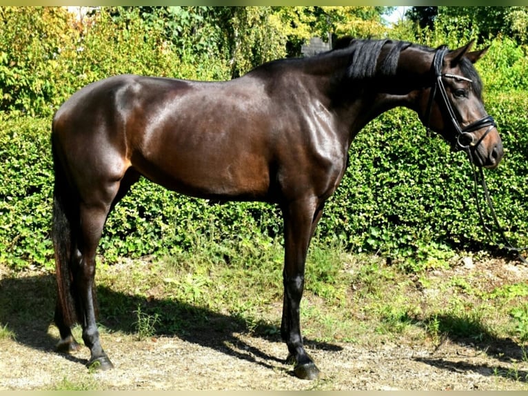 KWPN Mare 3 years 16,3 hh Bay-Dark in Neuss