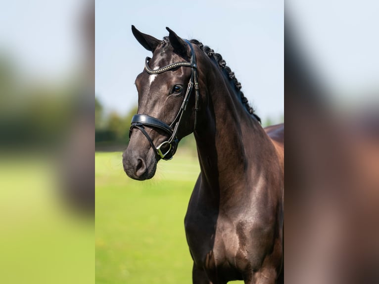 KWPN Mare 3 years 16,3 hh Black in Rijnsburg