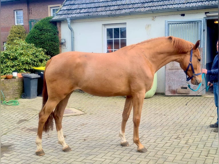 KWPN Mare 3 years 16.3 hh Brown-Light in Markwerben
