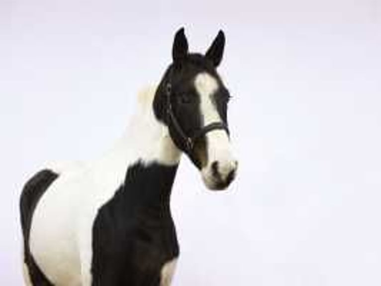 KWPN Mare 3 years 16,3 hh Pinto in Waddinxveen