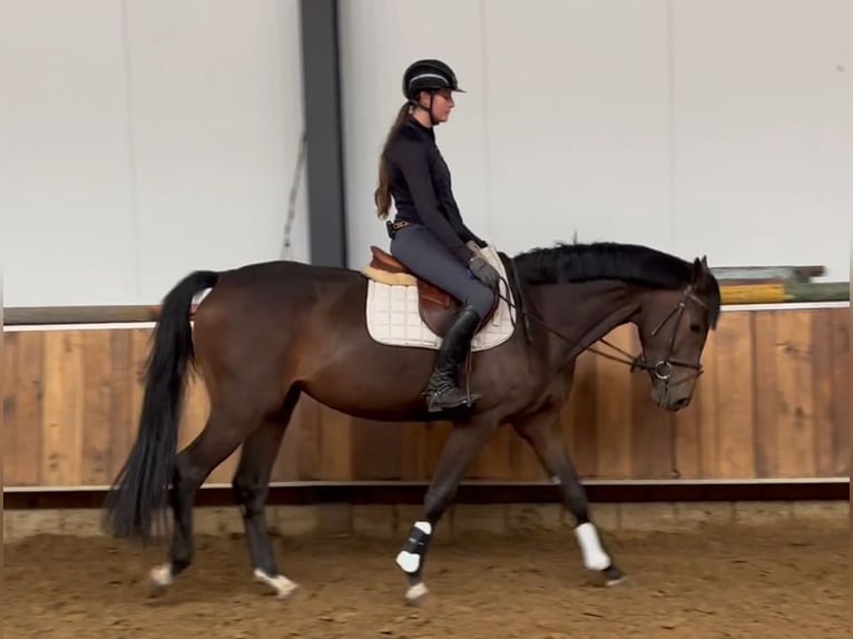 KWPN Mare 3 years 16 hh Bay-Dark in Kleve