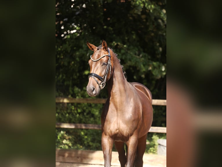 KWPN Mare 3 years 16 hh Bay-Dark in Heemskerk