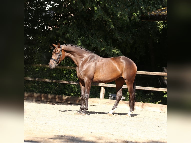 KWPN Mare 3 years 16 hh Bay-Dark in Heemskerk