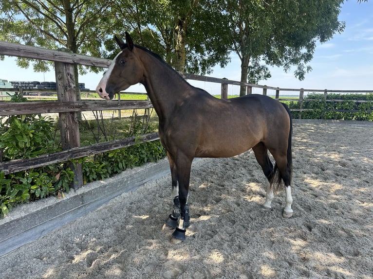 KWPN Mare 3 years 16 hh Bay-Dark in Zeewolde