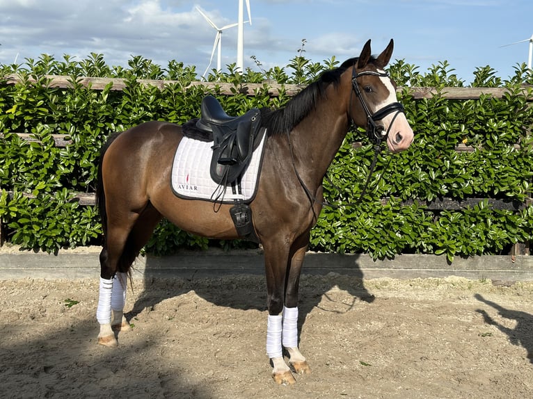 KWPN Mare 3 years 16 hh Bay-Dark in Zeewolde