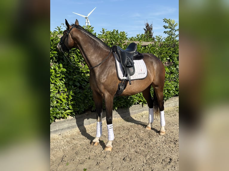 KWPN Mare 3 years 16 hh Bay-Dark in Zeewolde