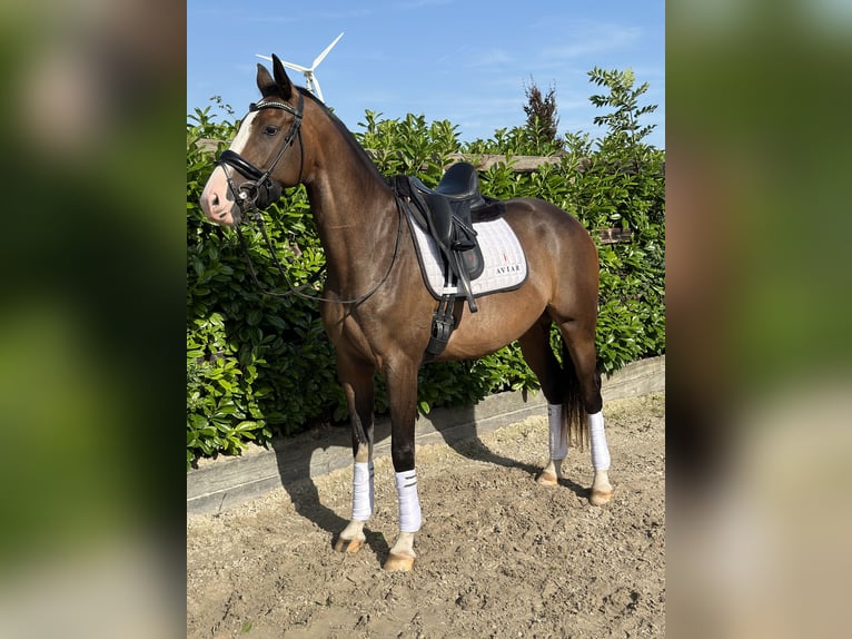 KWPN Mare 3 years 16 hh Bay-Dark in Zeewolde