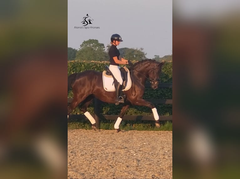 KWPN Mare 3 years 16 hh Bay-Dark in Lochem