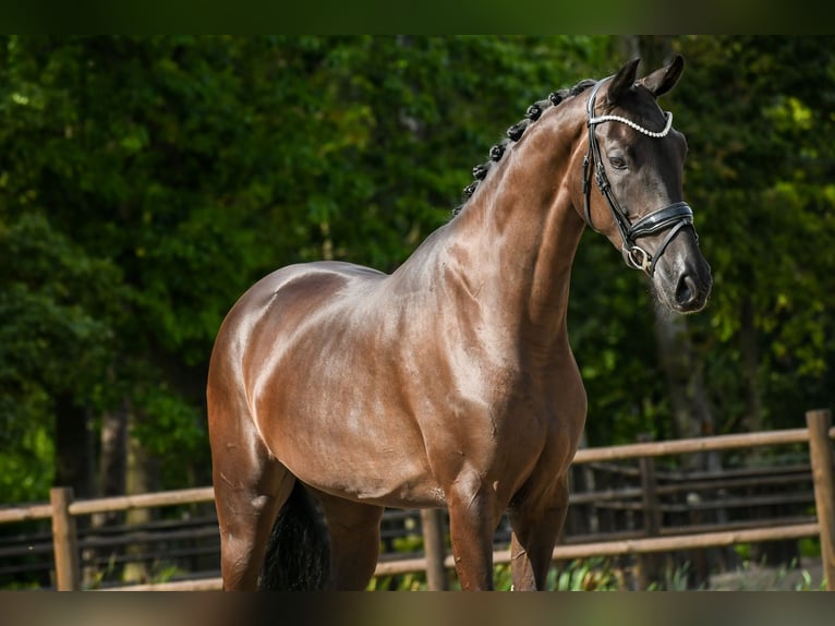 KWPN Mare 3 years 16 hh Bay-Dark in Loon op Zand