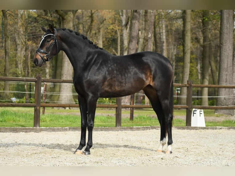 KWPN Mare 3 years 16 hh Bay-Dark in Loon op Zand