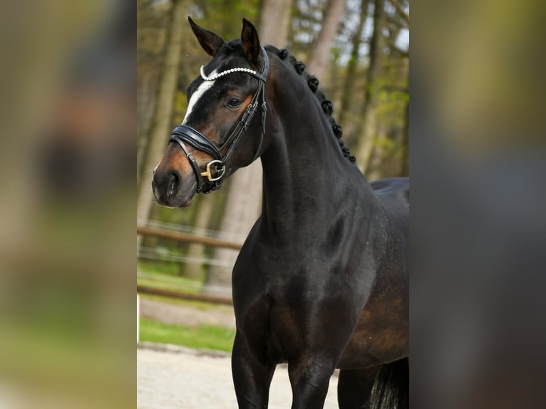 KWPN Mare 3 years 16 hh Bay-Dark in Loon op Zand