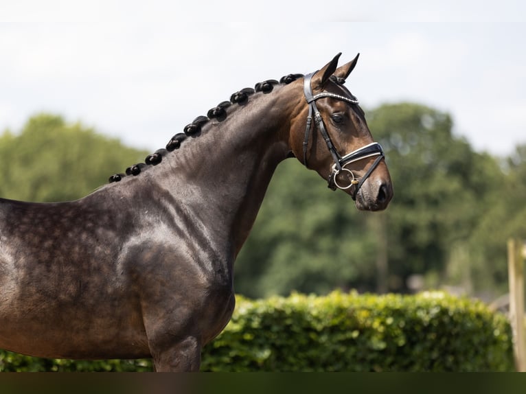 KWPN Mare 3 years 16 hh Bay-Dark in Vledderveen