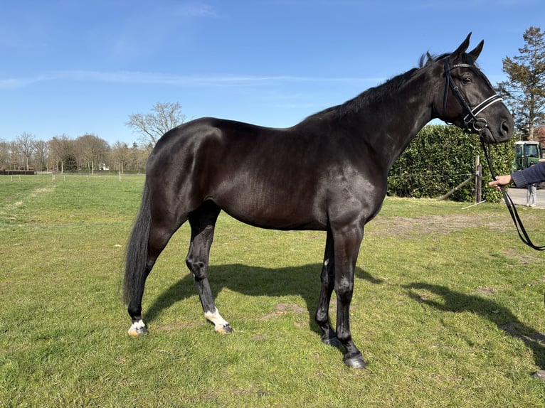 KWPN Mare 3 years 16 hh Bay-Dark in Wapenveld