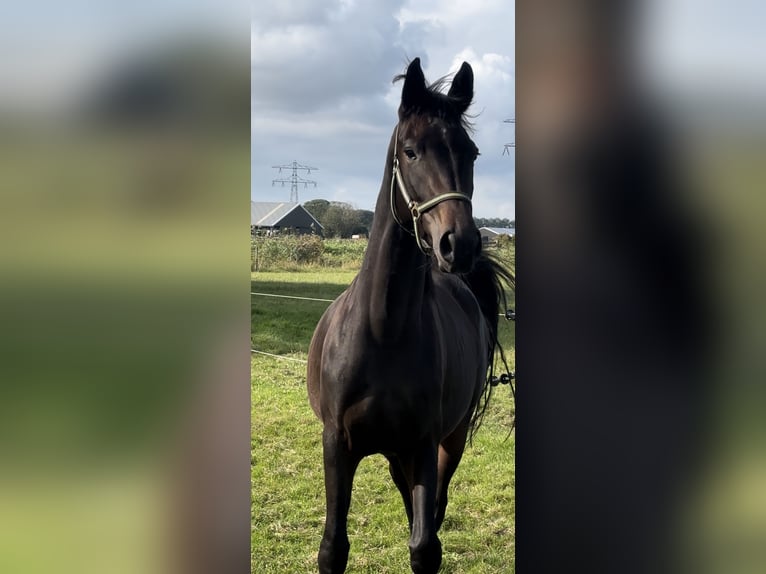 KWPN Mare 3 years 16 hh Bay-Dark in Zwartewaal