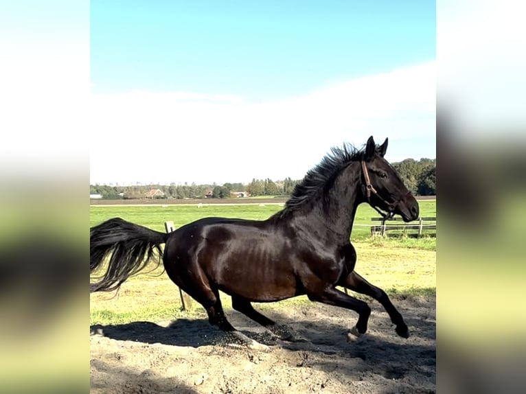 KWPN Mare 3 years 16 hh Bay-Dark in Zwartewaal