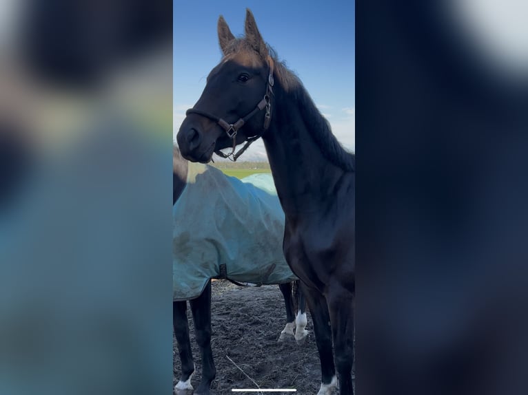 KWPN Mare 3 years 16 hh Bay-Dark in Zwartewaal