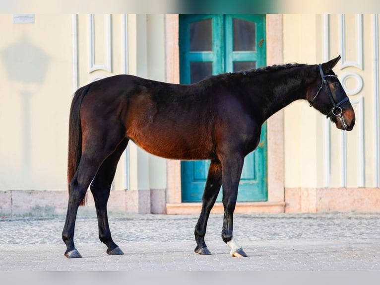 KWPN Mare 3 years 16 hh Bay-Dark in Torokbalint