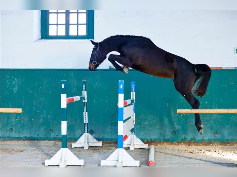 KWPN Mare 3 years 16 hh Bay-Dark in Torokbalint