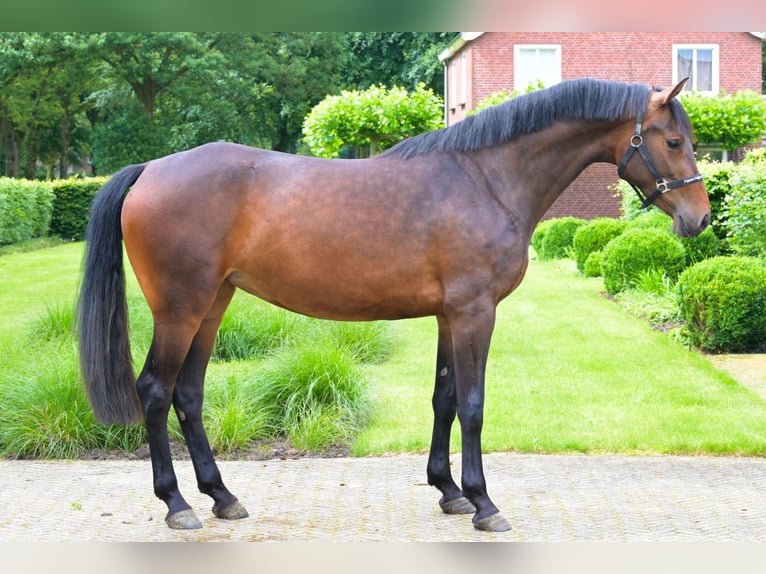 KWPN Mare 3 years 16 hh Bay-Dark in Einbeck