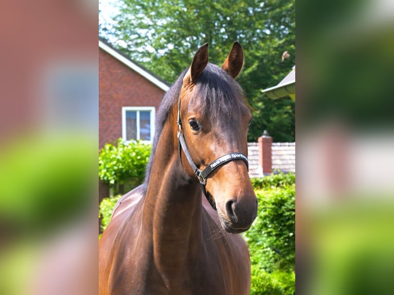 KWPN Mare 3 years 16 hh Bay-Dark in Einbeck