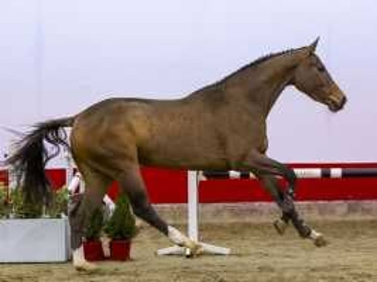 KWPN Mare 3 years 16 hh Bay-Dark in Waddinxveen