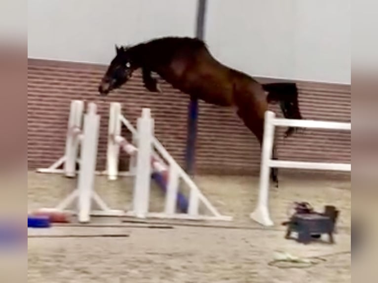 KWPN Mare 3 years 16 hh Bay in Canterbury