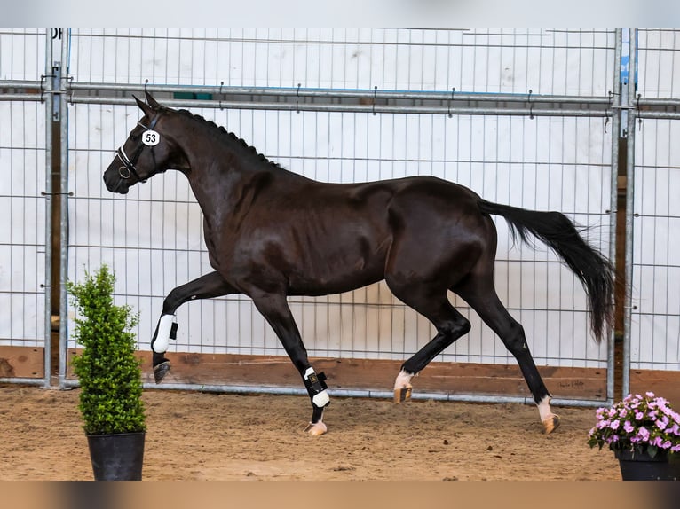 KWPN Mare 3 years 16 hh Black in Hindeloopen