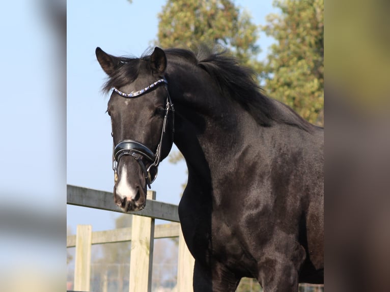 KWPN Mare 3 years 16 hh Black in Groot-Ammers