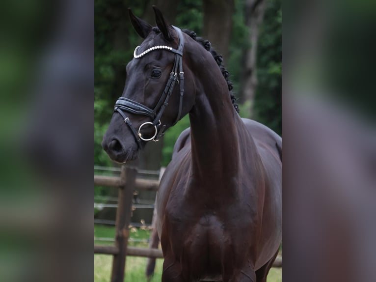 KWPN Mare 3 years 16 hh Black in Loon op Zand